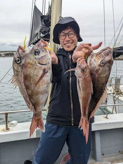 マダイの釣果