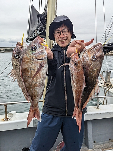 マダイの釣果