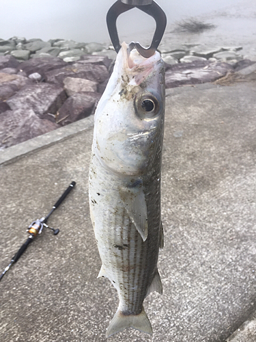 ボラの釣果