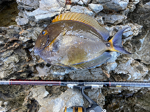 ニセカンランハギの釣果