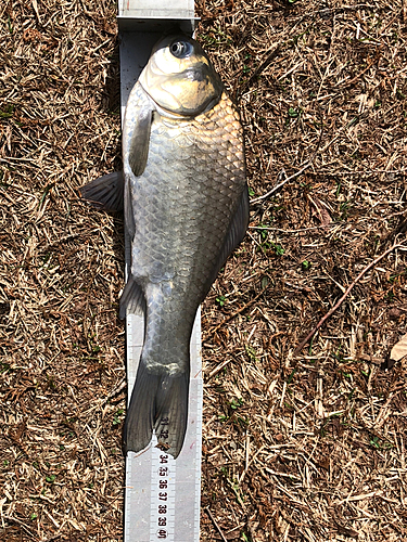 ヘラブナの釣果