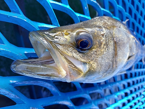 マルスズキの釣果