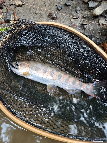 アマゴの釣果