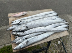 タチウオの釣果