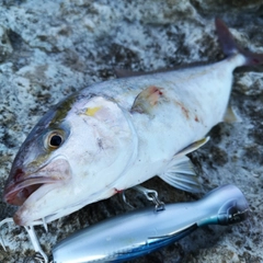 カンパチの釣果