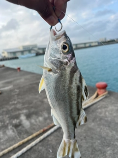 クワガナーの釣果