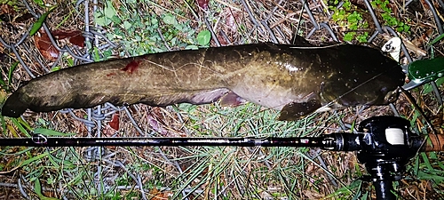 マナマズの釣果