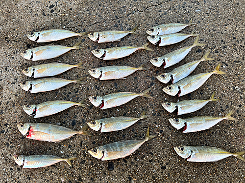 アジの釣果