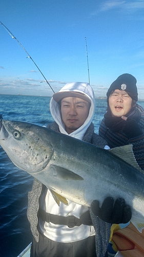 ブリの釣果