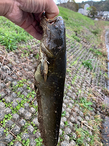 ナマズの釣果