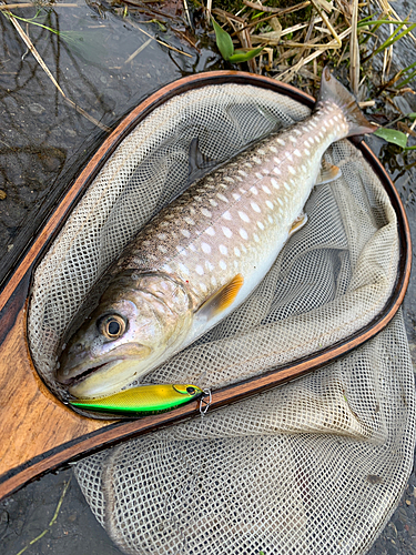 アメマスの釣果