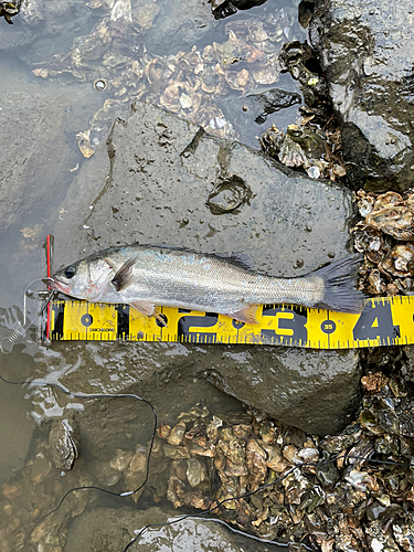 シーバスの釣果