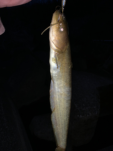 アメリカナマズの釣果