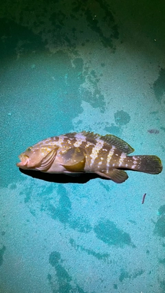 アコウの釣果