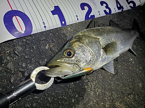 シーバスの釣果