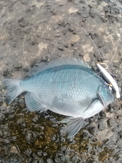 メジナの釣果