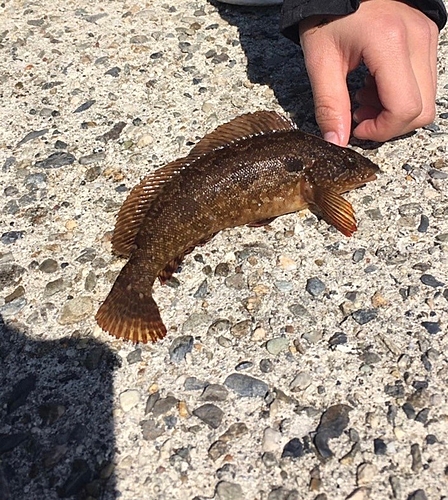 アイナメの釣果