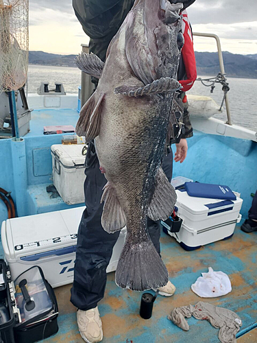 クロソイの釣果