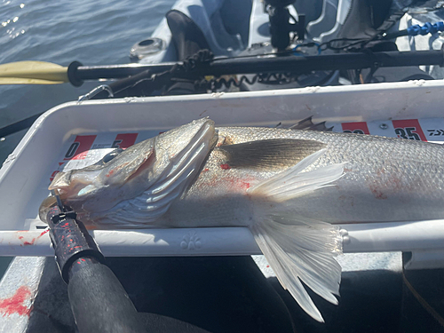 スズキの釣果