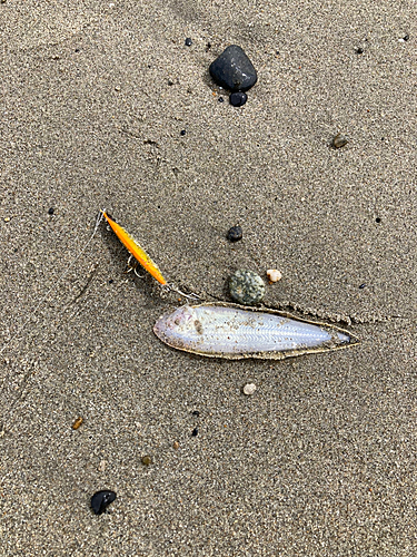 シタビラメの釣果