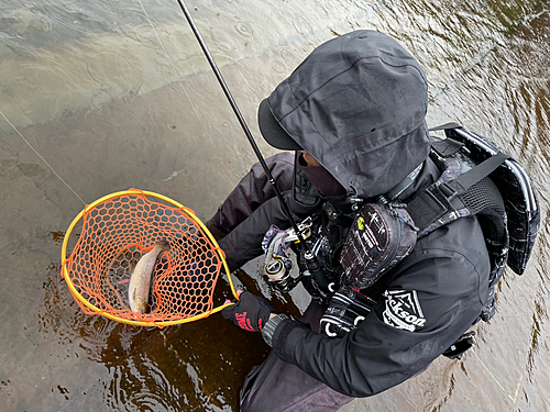 ブラウントラウトの釣果