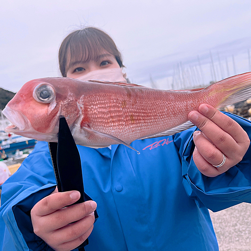 アマダイの釣果