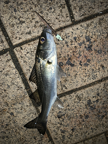 セイゴ（マルスズキ）の釣果