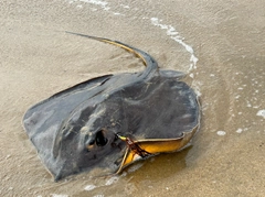 アカエイの釣果