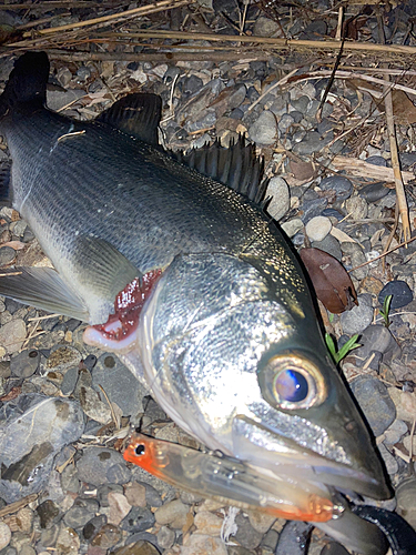 セイゴ（ヒラスズキ）の釣果