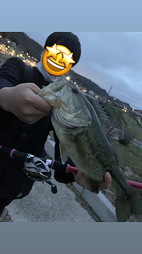 ブラックバスの釣果