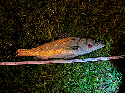 シーバスの釣果