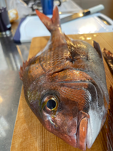 マダイの釣果