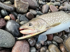 アメマスの釣果