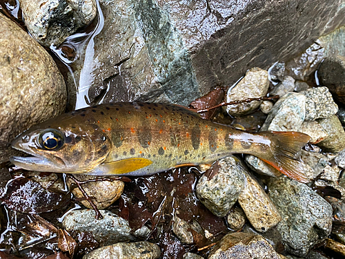 アマゴの釣果