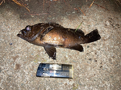 シロメバルの釣果