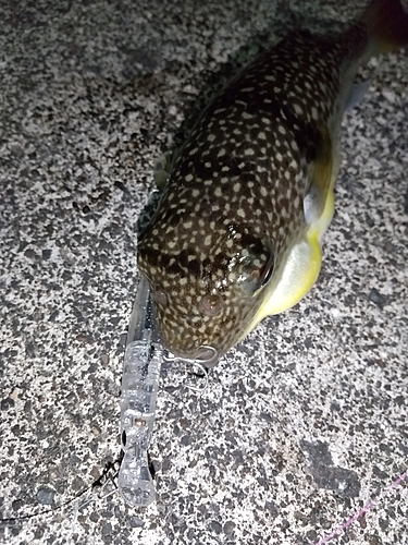 フグの釣果