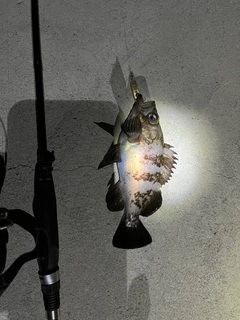 シロメバルの釣果