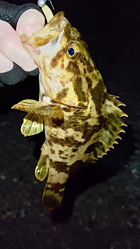 タケノコメバルの釣果