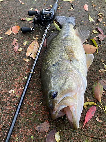 ブラックバスの釣果