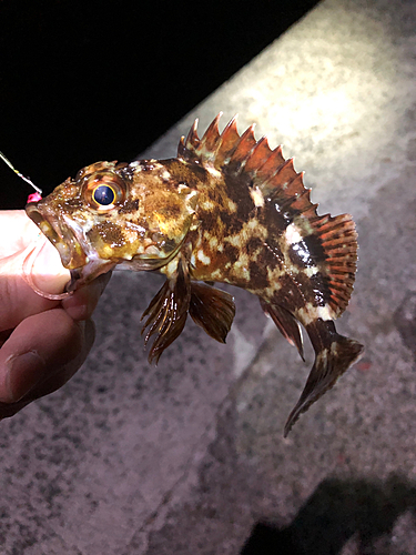 カサゴの釣果