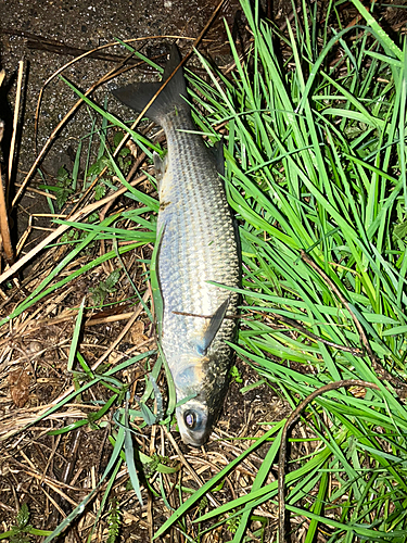 ボラの釣果