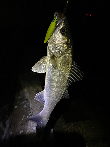 スズキの釣果