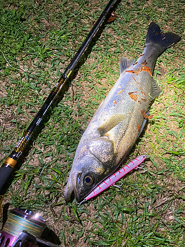 シーバスの釣果