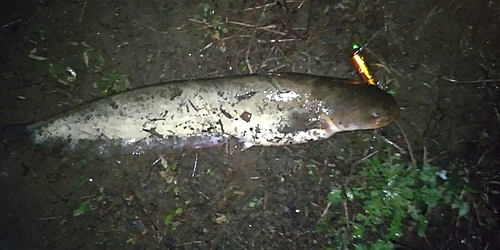 ナマズの釣果