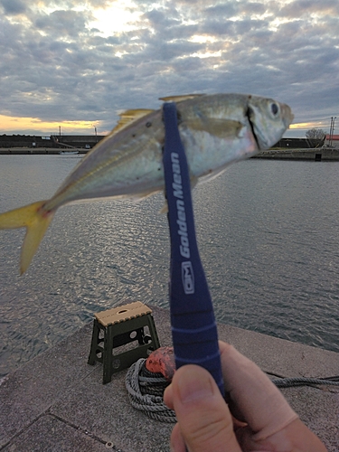 マアジの釣果