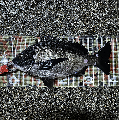 クロダイの釣果