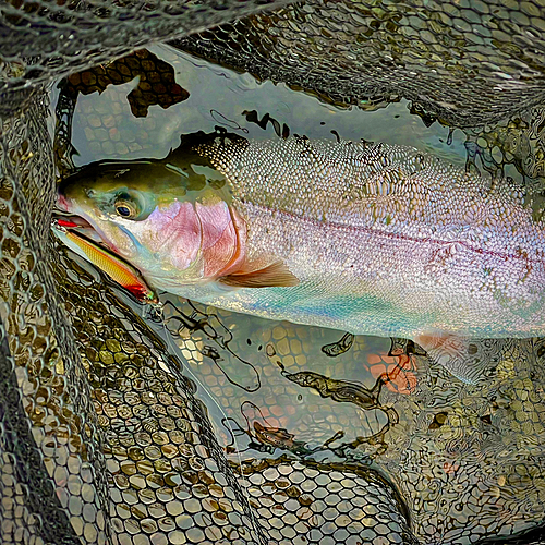 ホウライマスの釣果