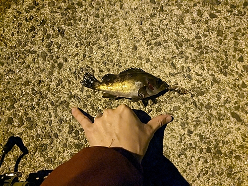 シロメバルの釣果