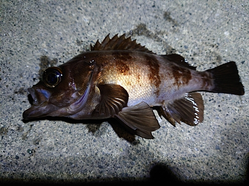 メバルの釣果