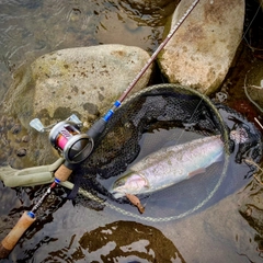 釣果